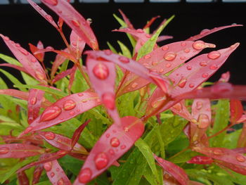 Close-up of raindrops on plant