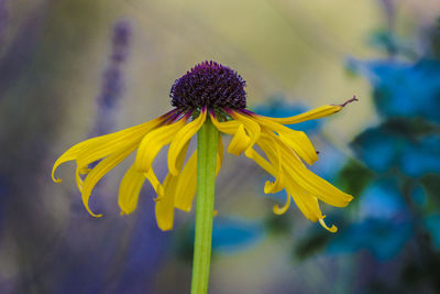 Close-up of yellow flower blooming outdoors