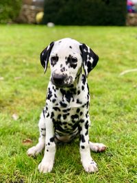 Portrait of a dog on field