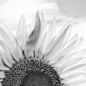 Close-up of sunflower against sky