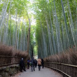 People walking on footpath amidst bamboo groves in forest