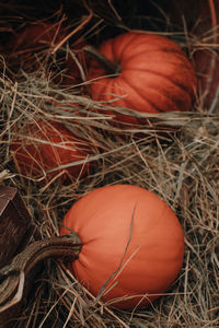 Fresh orange pumpkins in the hay at the farmer's market.  halloween and thanksgiving.