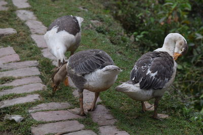 Ducks on a field