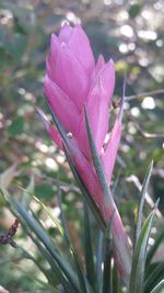 Close-up of wet pink flowering plant