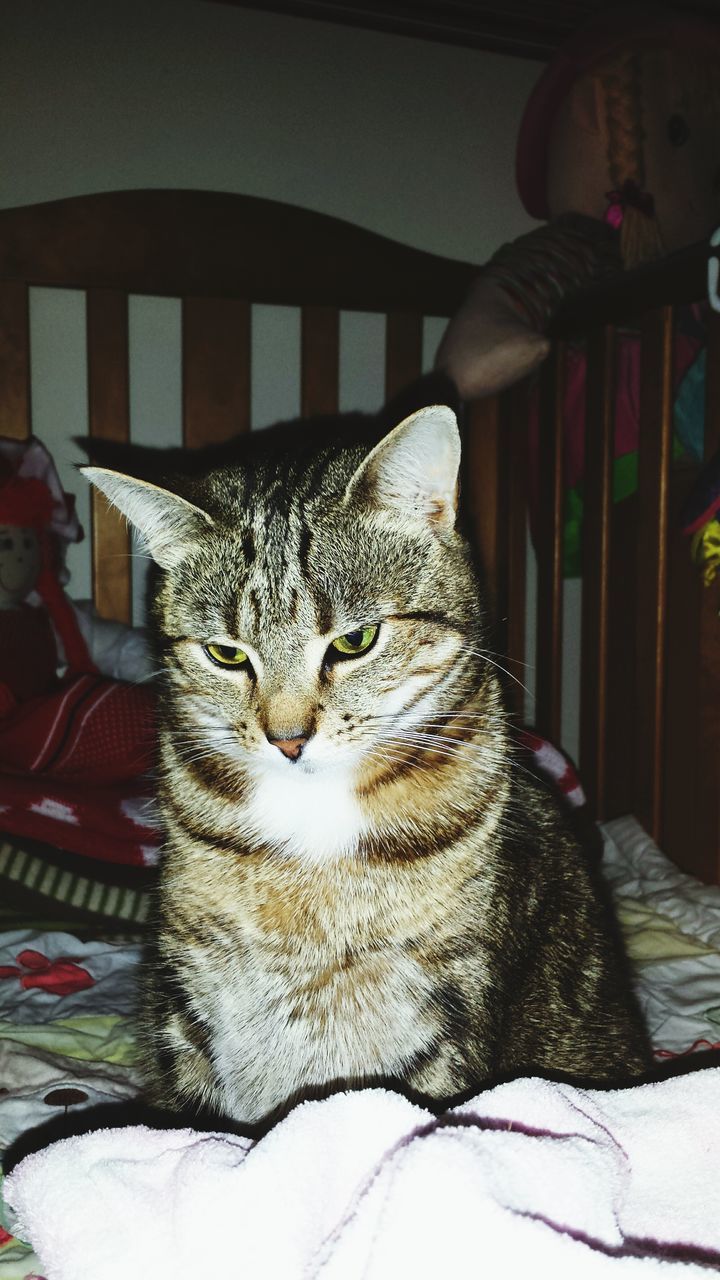 domestic cat, cat, domestic animals, pets, feline, one animal, animal themes, mammal, portrait, whisker, looking at camera, indoors, relaxation, animal head, home interior, close-up, front view, lying down, staring, resting