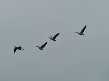 Low angle view of birds flying in sky