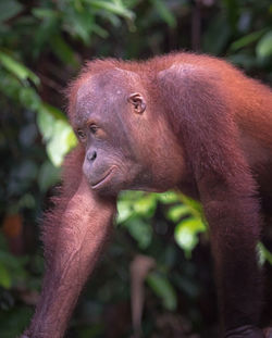 Portrait of monkey in zoo