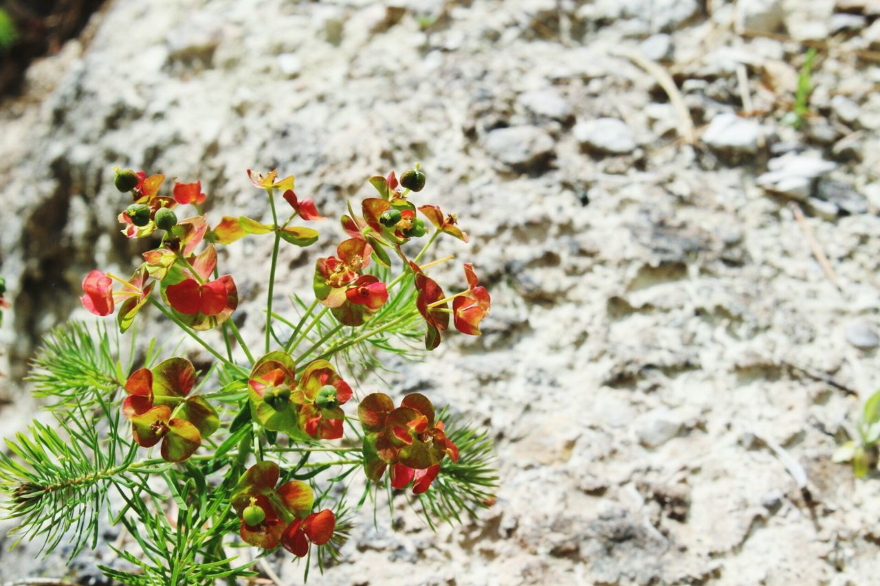 flower, growth, plant, fragility, beauty in nature, freshness, nature, focus on foreground, petal, close-up, red, selective focus, blooming, high angle view, day, leaf, outdoors, flower head, rock - object, season