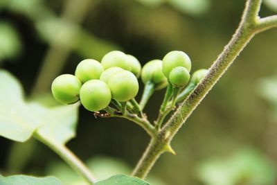 Close-up of fruit growing on plant