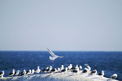 Seagulls flying over sea against sky