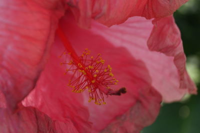 Macro shot of pink hibiscus