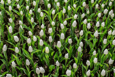 Close-up of white flowering plants on field