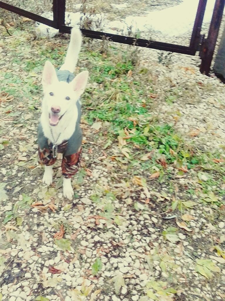 PORTRAIT OF DOG ON DIRT ROAD