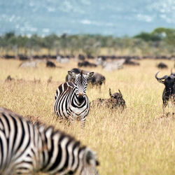 Facing a zebra on a sunny day in the serengeti