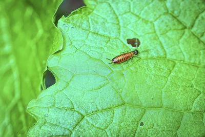 Close-up of insect on leaf