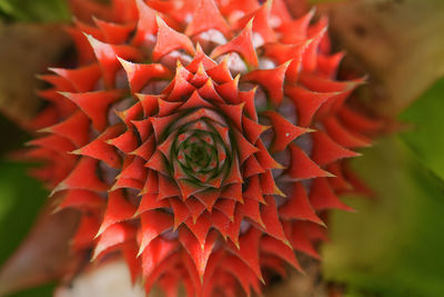 Close-up of red flowering plant