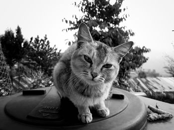 Close-up of cat sitting on a tree