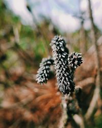 Close-up of flowering plant