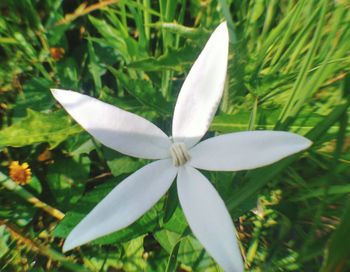 Close-up of white frangipani blooming outdoors