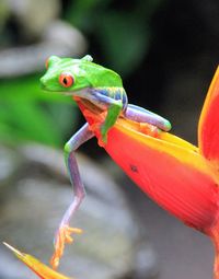 Close-up of lizard on red flower