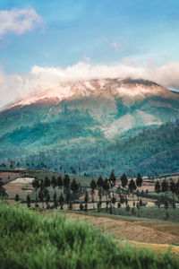 Scenic view of field against sky