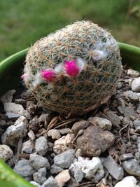 Close up of plant against blurred background