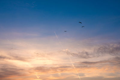 Low angle view of birds flying against sky during sunset