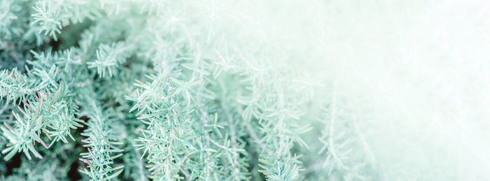 Full frame shot of frozen plants