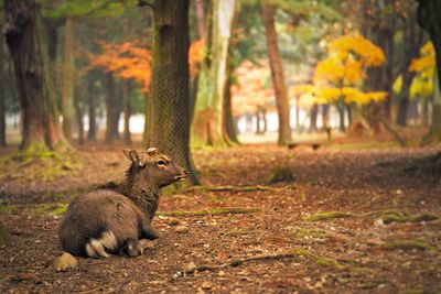 Squirrel on field