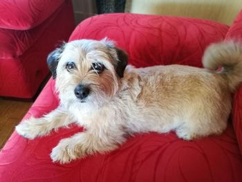 Portrait of dog relaxing on sofa at home