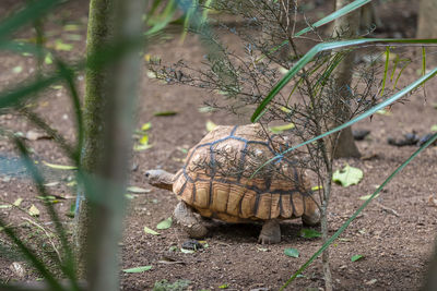 High angle view of turtle on field