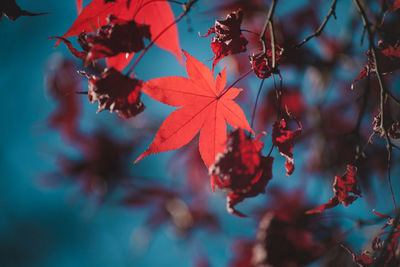 Close-up of red maple tree against sky