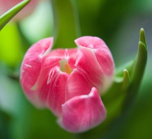 Close-up of pink flowers