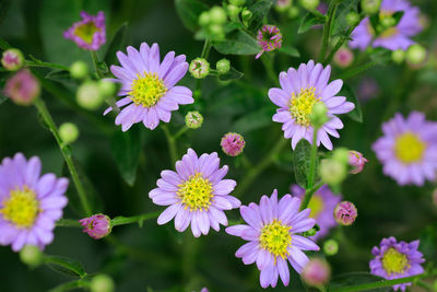 Close-up of pink daisy flowers