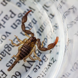 Close-up of scorpion in glass container on paper