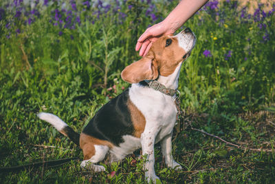 A man's hand stroking a dog of the beagle breed. the dog trusts the person. world dog day person