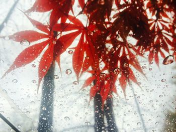 Close-up of red leaves in water
