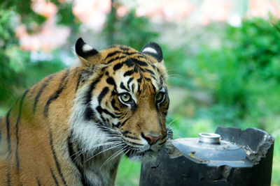 Close-up of tiger in a zoo