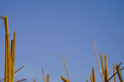 Low angle view of plants against clear blue sky