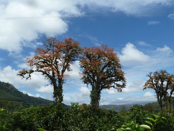 Low angle view of trees against cloudy sky