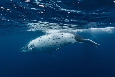 High angle view of swimming in sea