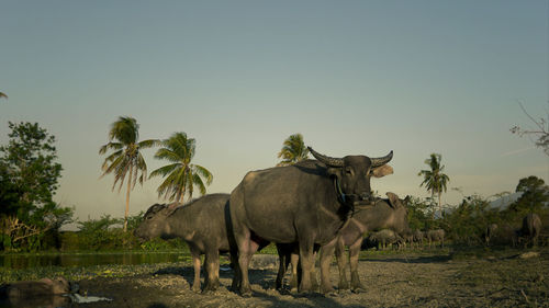 A cow family's gathered waiting for the sunset