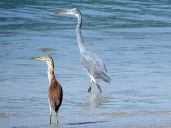 View of birds on beach