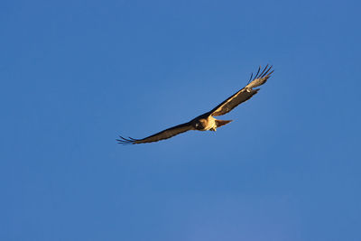 Low angle view of eagle flying in sky