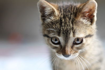 Close-up portrait of tabby cat