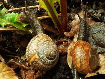 Close-up of snail