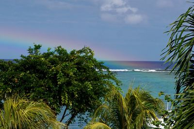 Palm trees against sea 