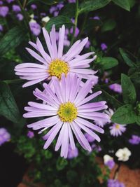 Close-up of flowers blooming outdoors