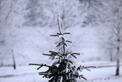 Close-up of snow covered tree on field