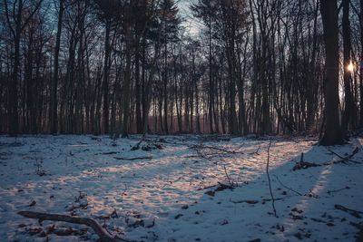 Trees in forest during winter